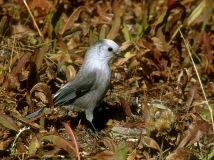 Gray Jay