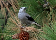 Clark's Nutcracker - 1
