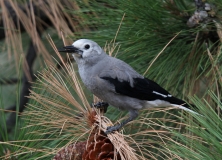 Clark's Nutcracker - 2