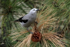 Clark's Nutcracker - 3