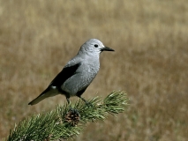 Clark's Nutcracker - 4