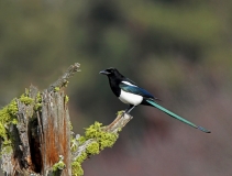Black-billed Magpie