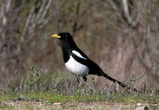 Yellow-billed Magpie