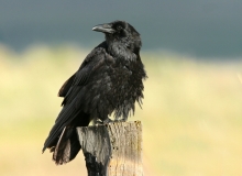 Common Raven - 1