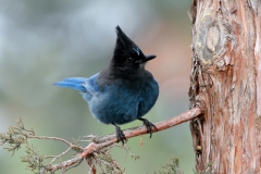 Stellar's Jay - 3