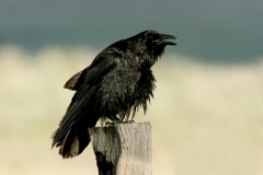 Common Raven - 2
