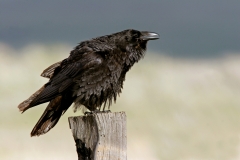 Common Raven - 3