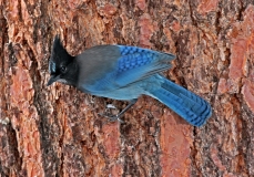 Stellar's Jay - 4