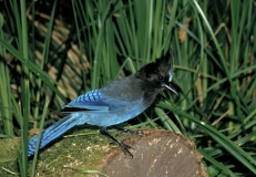 Stellar's Jay - 5