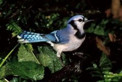 Blue Jay - 1