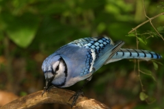 Blue Jay - 2