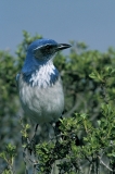 Western Scrub Jay