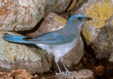 Mexican Jay - 1