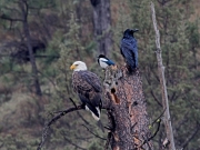 Bald Eagle - Black-billed Magpie - Common Raven