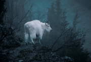 "Ghost Goat"