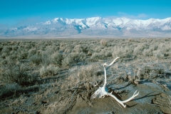Alvord Basin-SteensMt-DeerSkull-24x16.jpg