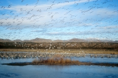 Bosque Habitat - Geese&Cranes-24x16.jpg