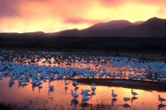 Bosque del ApacheSunsetGeese24x16.jpg