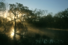 Brazos Bend State Park, TX - Sunrise-24x16.jpg