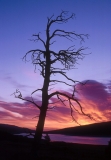 Glacier National Park, Montana - Silhouette Tree Sunrise