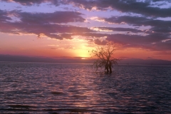 Salton Sea, SE California - Roost Tree