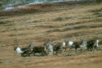 Barren Ground Caribou Herd