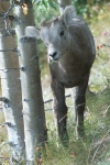 Bighorn Sheep Lamb