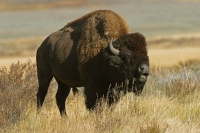American Bison