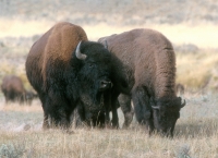 American Bison-duo