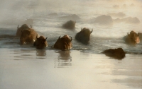 American Bison Herd