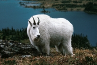 Mountain Goat