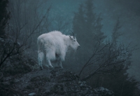 Ghost Goat