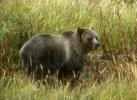 Grizzly Bear