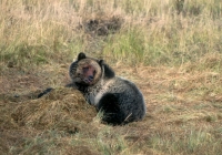 Grizzly Bear