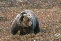 Grizzly Bear