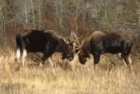 Shiras Moose