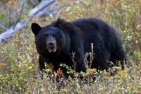 Black Bear