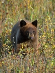 Black Bear-3