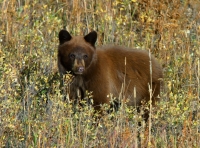 Black Bear-4