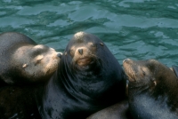 California Sea Lions