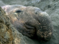 Northern Elephant Seal