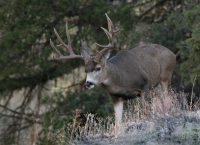 Mule Deer Buck