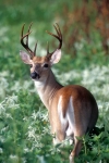 Southern White-tailed Deer