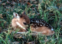 White-tailed Deer