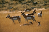 Pronghorn