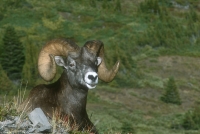 Bighorn Sheep