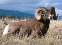 Bighorn Sheep