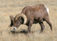 Bighorn Sheep