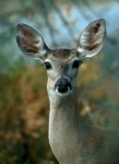 Coues' Deer doe