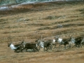 Barren Ground Caribou Herd